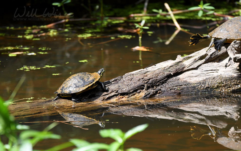 River Cooter Turtle basking on a log at Phinizy Swamp Nature Park, Georgia Picture