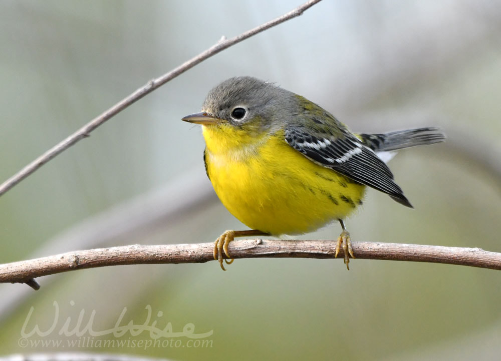 Magnolia Warbler Fall Bird Migration Picture