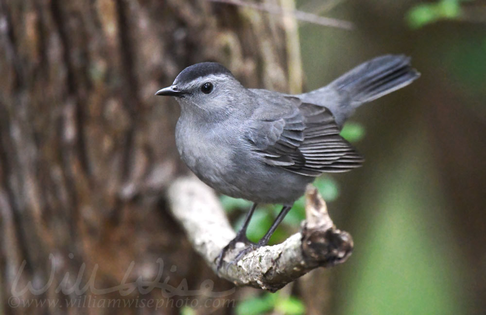 Gray Catbird perched on a branch Georgia birding Picture