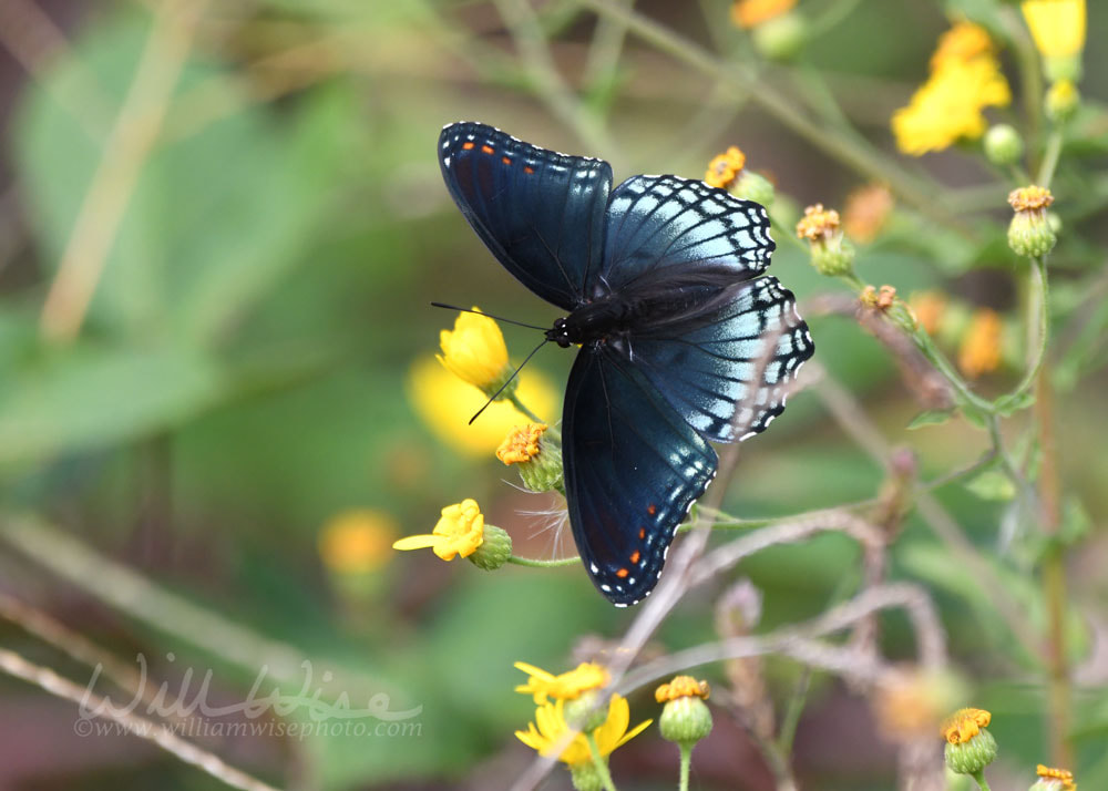 Red Spotted Purple Butterfly in Georgia flower garden Picture
