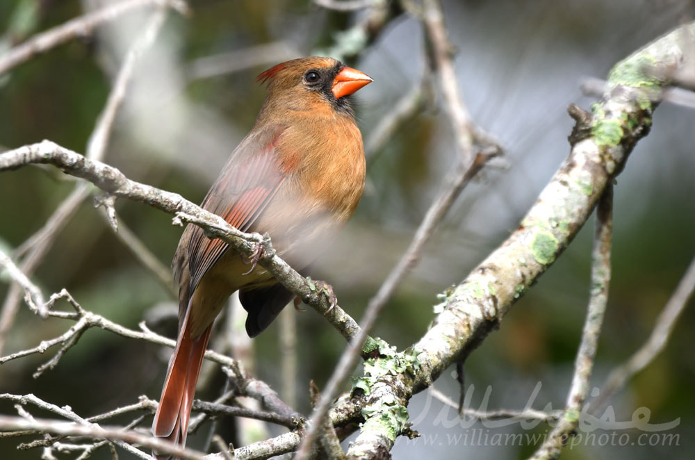 Female Northern Cardinal bird at Pinckney Island National Wildlife Refuge Picture