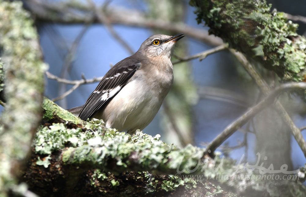 Northern Mockingbird at Pinckney Island National Wildlife Refuge Picture