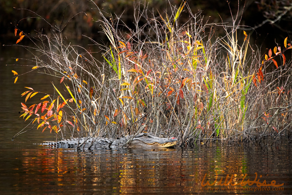 American Alligator in Fall colors at Laura S Walker State Park in Georgia, USA Picture