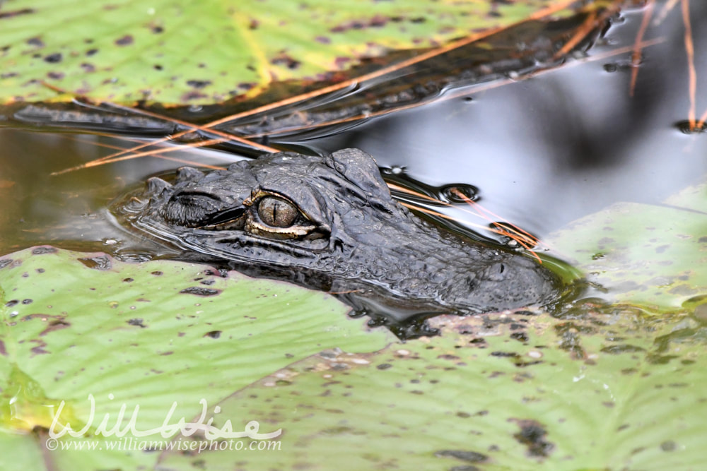 Eyes of Juvenile American Alligator lurking submerged in the water in the Okefenokee Swamp, Georgia Picture