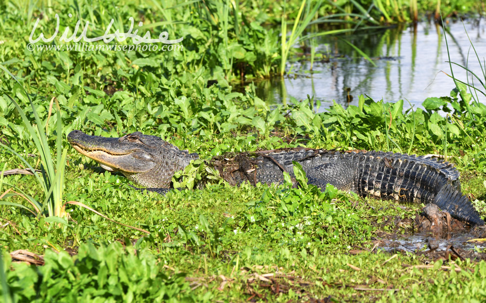 Large American Alligator basking in Phinizy Swamp Georgia Picture