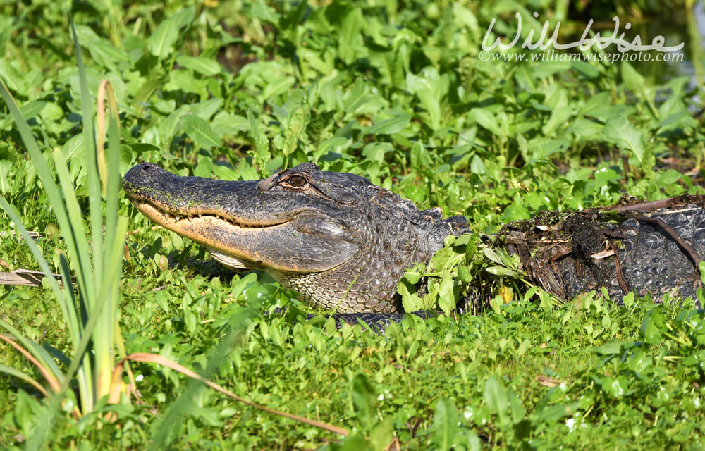 Close up of American Alligator basking in Phinizy Swamp Georgia Picture