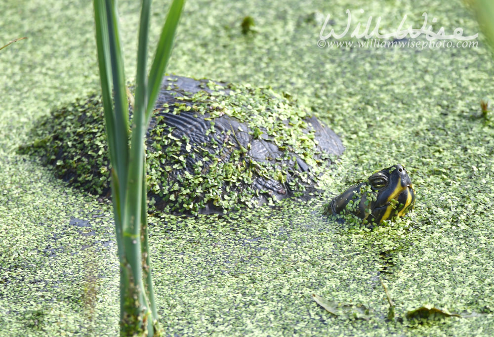 Yellow bellied Slider Turtle swimming in duckweed wetlands marsh at Phinizy Swamp Nature Park, Richmond County, Georgia Picture