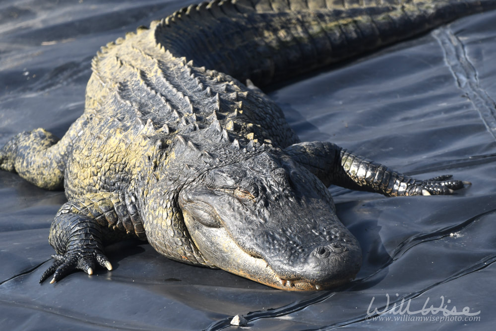 Large American Alligator basking in wasterwater treatment pond at Phinizy Water Sciences Center in Georgia Picture