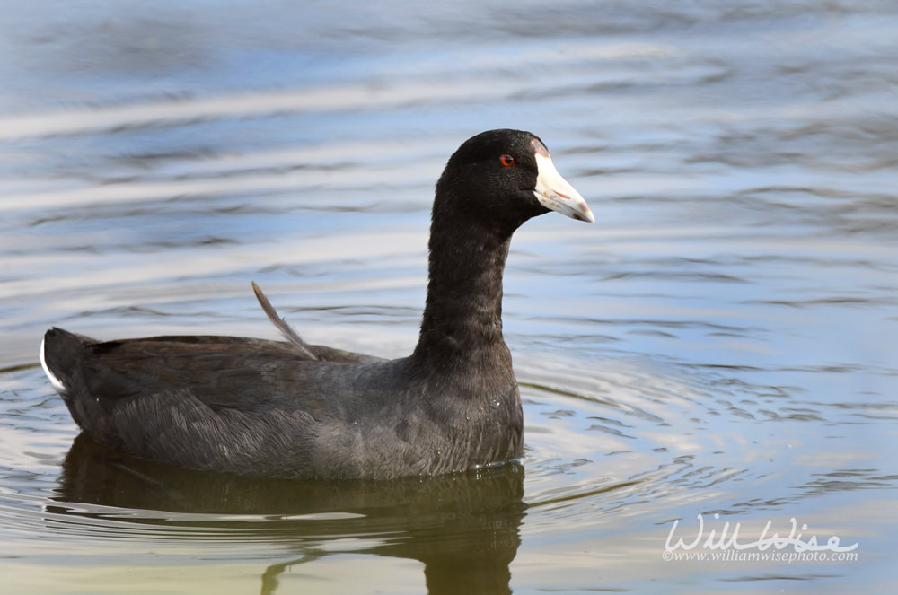 American Coot water bird swimming in wetlands at Phinizy Swamp Nature Park, Richmond County, Georgia Picture