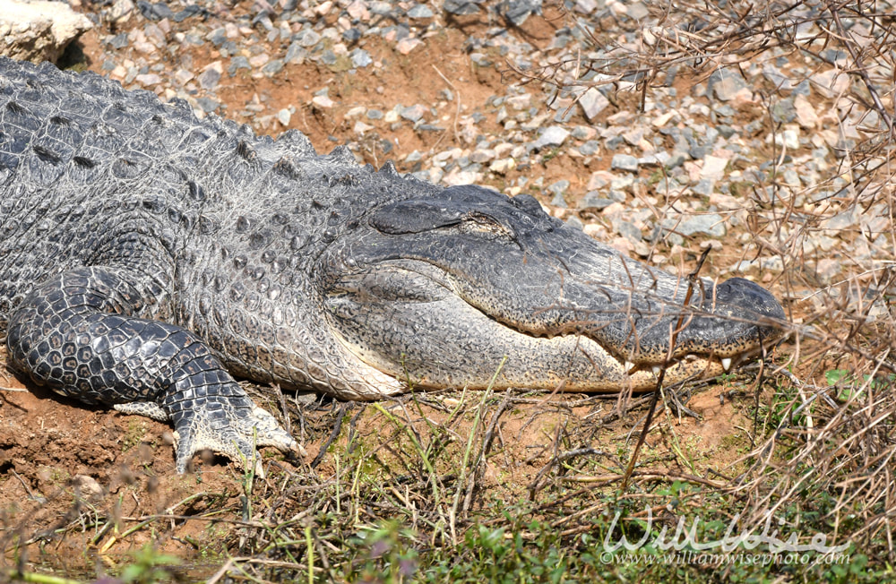 Large American Alligator sleeping in the sun at Phinizy Swamp, Richmond County, Augusta, Georgia USA Picture