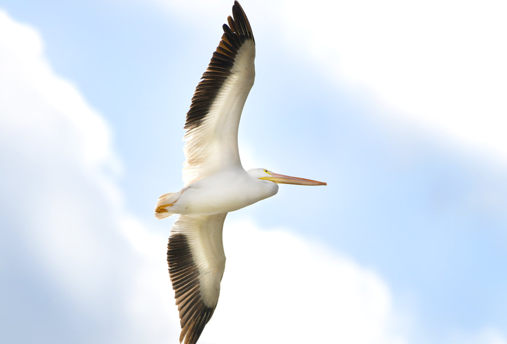 American White Pelican flying in blue sky and clouds over  Phinizy Swamp, Richmond County, Augusta, Georgia USA Picture