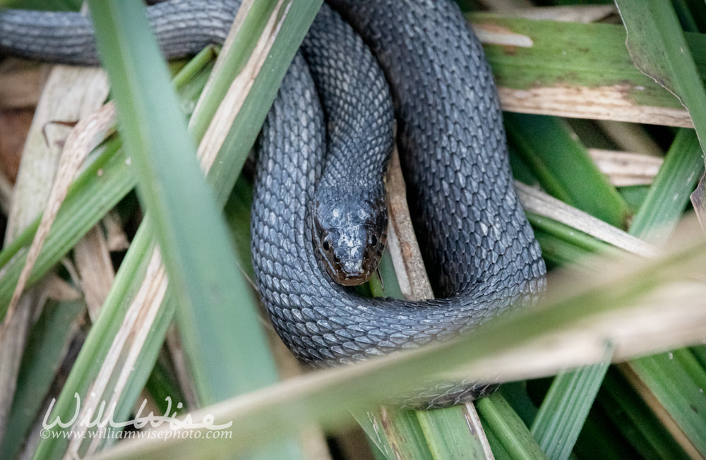 Banded Watersnake in cattail marsh at Phinizy Swamp, Richmond County, Augusta, Georgia USA Picture