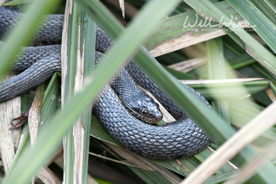 Banded Watersnake in cattail marsh at Phinizy Swamp, Richmond County, Augusta, Georgia USA Picture