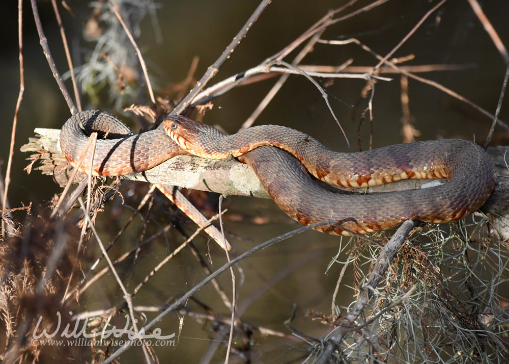 Banded Watersnake at Phinizy Swamp, Richmond County, Augusta, Georgia USA Picture