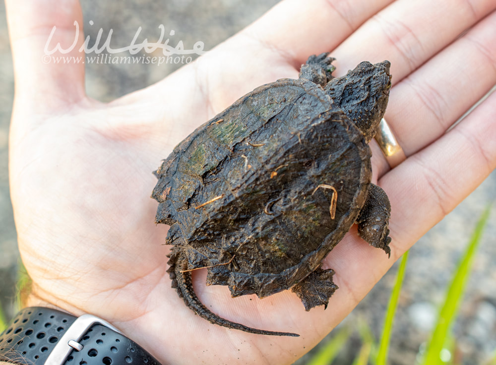 Juvenile baby Common Snapping Turtle in palm of hand Picture