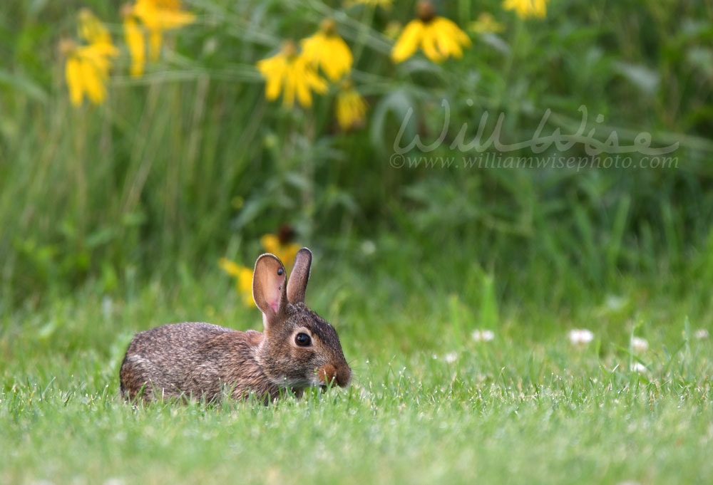 Cottontail Rabbit in a meadow with wildflowers, Exner Marsh Illinois Picture