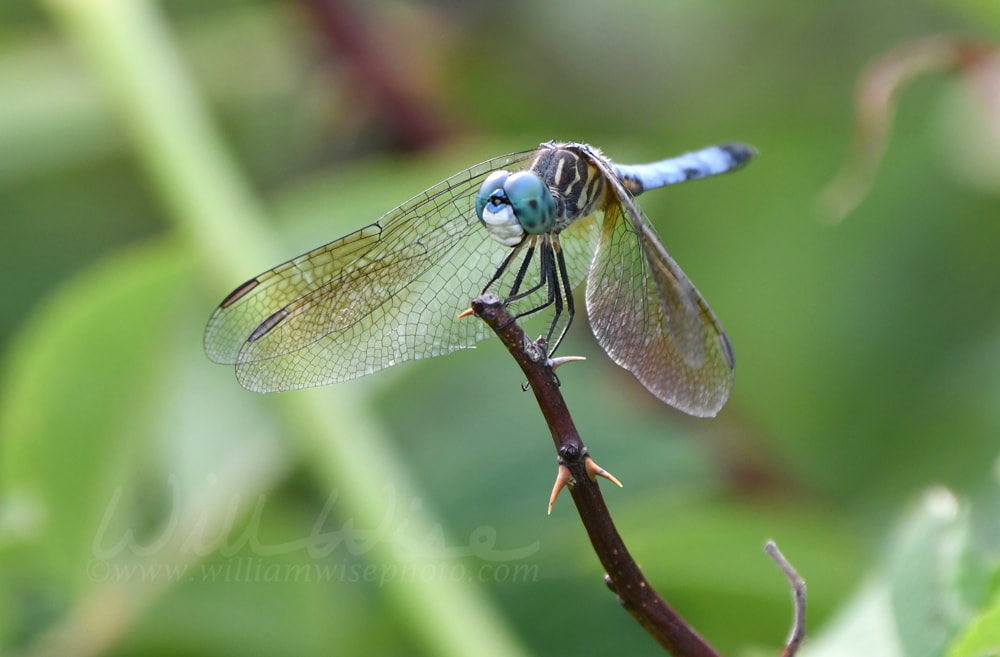 Dragonfly close up at Exner Marsh Nature Preserve Illinois Picture