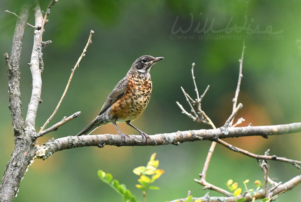 Juvenile American Robin bird at Exner Marsh Nature Preserve Illinois Picture