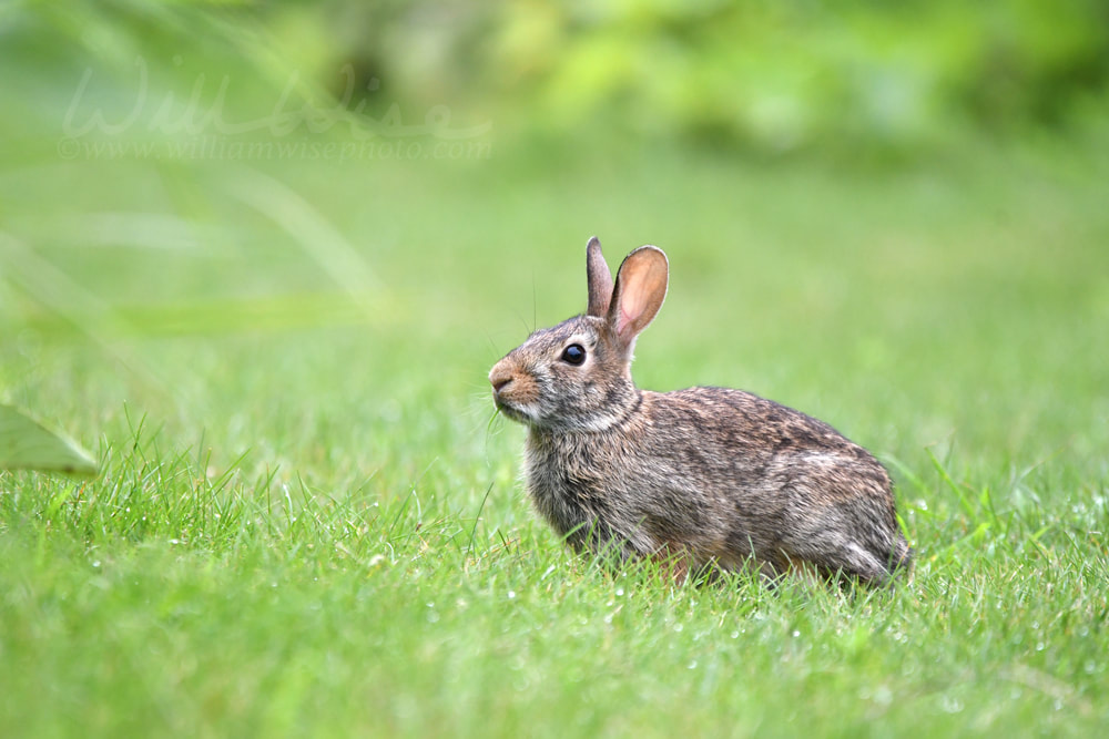 Cottontail Rabbit in a meadow at Exner Marsh Nature Preserve Illinois Picture
