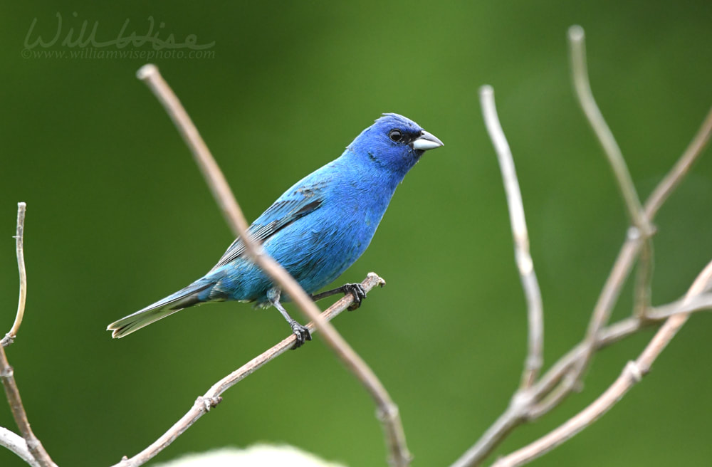 Blue Indigo Bunting bird at Exner Marsh Nature Preserve Illinois Picture