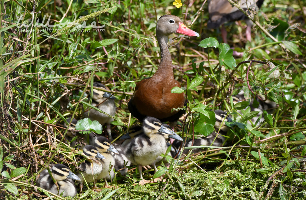 Black-bellied Whistling Duck and babies at Phinizy Swamp Nature Park, Augusta, Georgia Picture