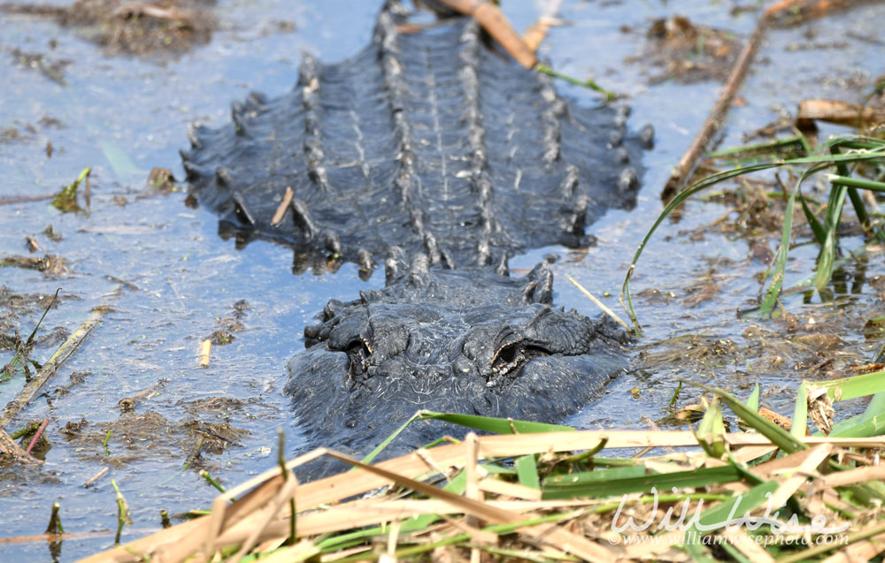 American Alligator laying in the water at Phinizy Swamp Nature Park, Augusta, Georgia Picture