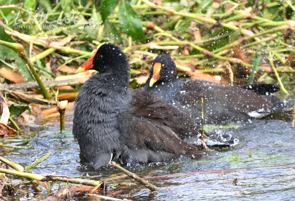 Two Gallinules bathing and splashing at Phinizy Swamp Nature Park, Georgia Picture