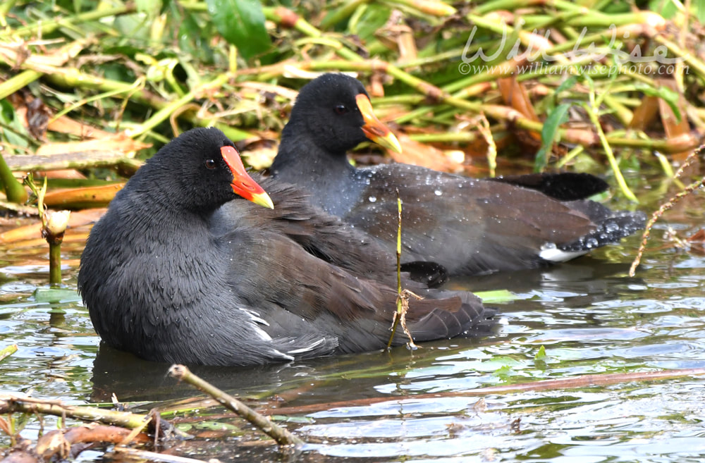 Two Gallinules bathing and splashing at Phinizy Swamp Nature Park, Georgia Picture