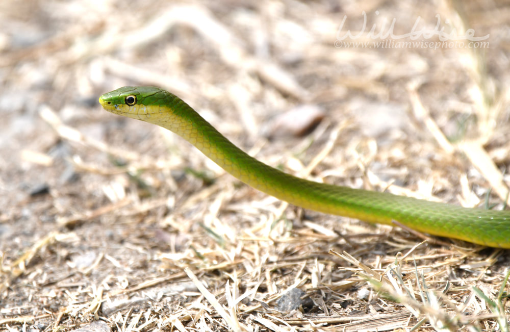 Rough Greensnake slithering, Phinizy Swamp Nature Park, Augusta, Georgia USA Picture