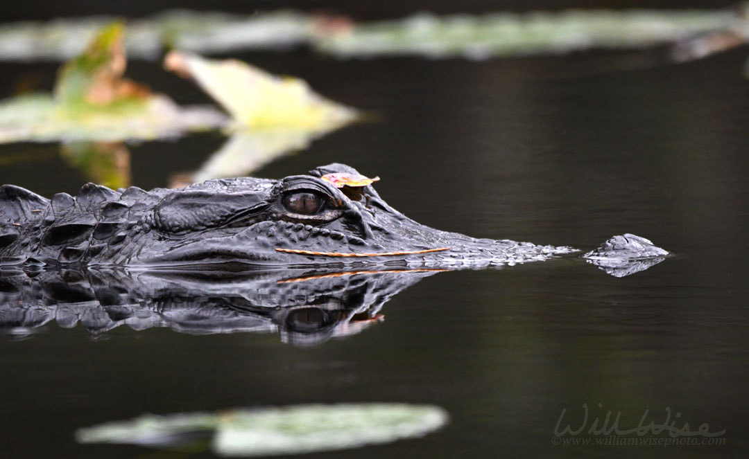 American Alligator swimming submerged in dark Okefenokee Swamp water, Georgia Picture