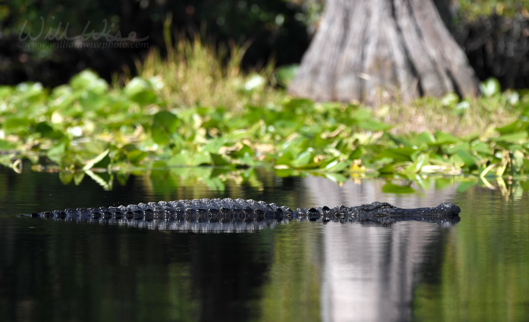 Large American Alligator swimming in blackwater swamp; Okefenokee National Wildlife Refuge, Georgia Picture