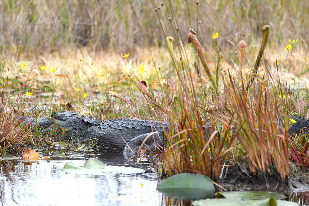 American Alligator and Pitcher Plants on Grand Prairie, Okefenokee Swamp National Wildlife Refuge, Georgia Picture