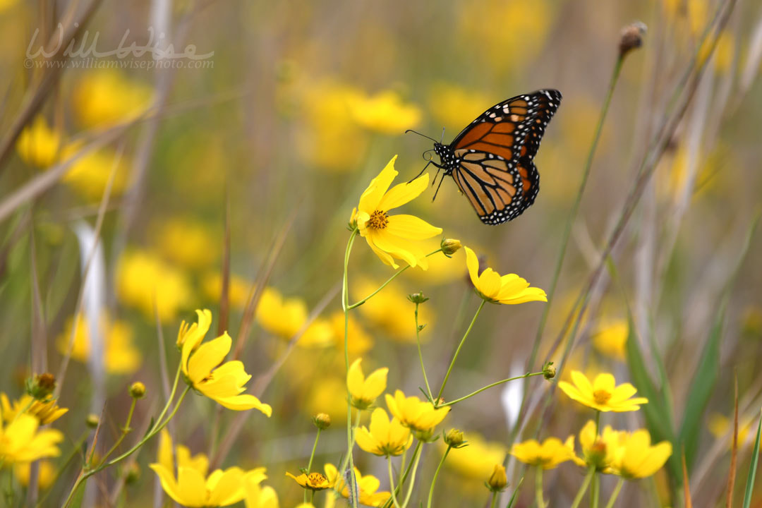 Monarch Butterfly on yellow wildflowers in the Okefenokee National Wildlife Refuge, Georgia Picture