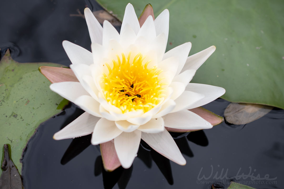 American White Water Lily flower blooming in the Okefenokee Swamp Picture