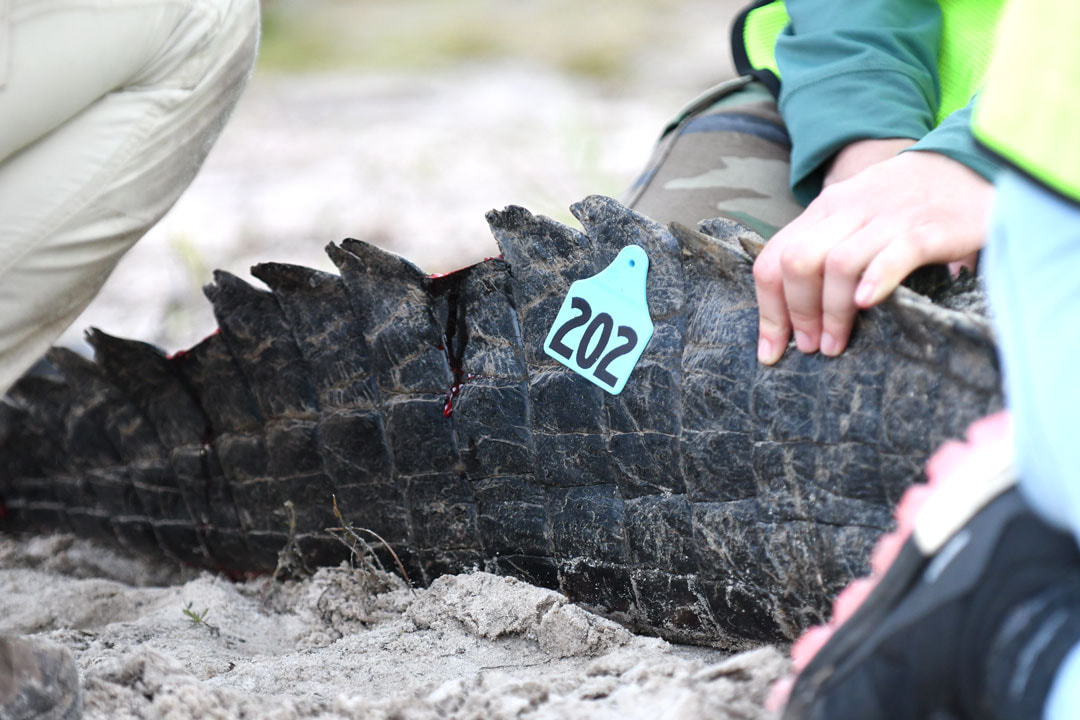 Tagging American Alligator tail with ID tag number, capture tag release research program Picture