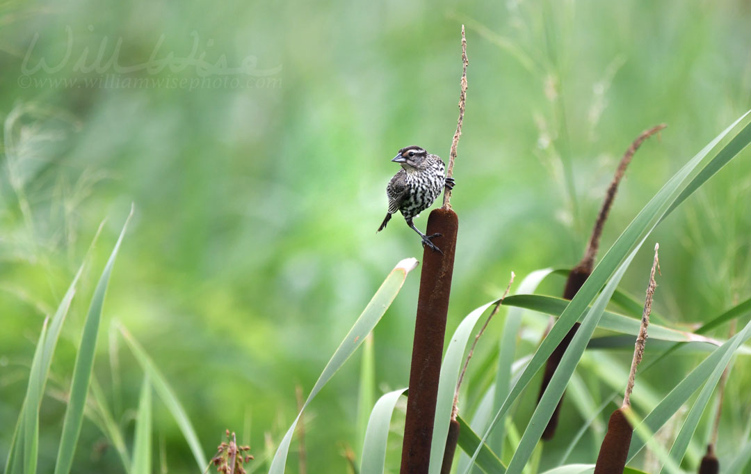 Female Red-winged Blackbird Phinizy Swamp Picture