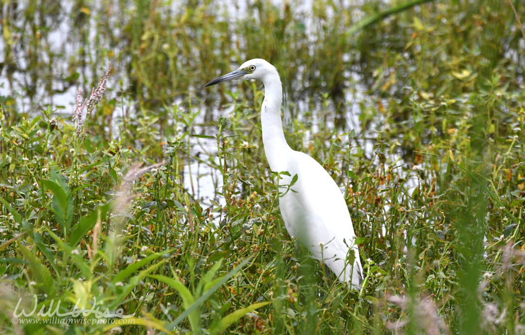 Little Blue Heron Phinizy Swamp Picture