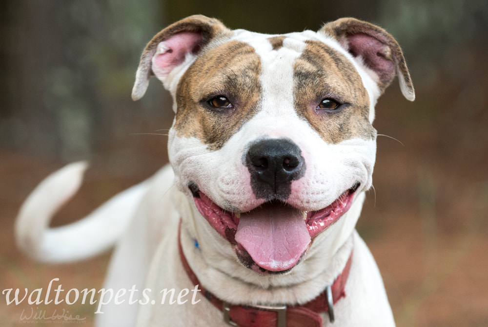 Happy American Bulldog wagging tail Picture
