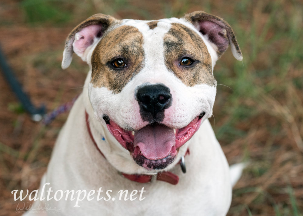 Happy American Bulldog wagging tail Picture