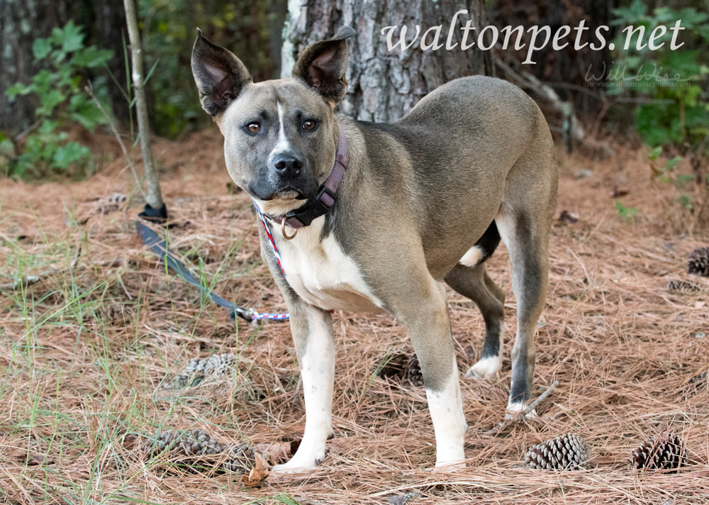 Akita Mastiff mix breed dog with big ears and purple collar outside on leash Picture