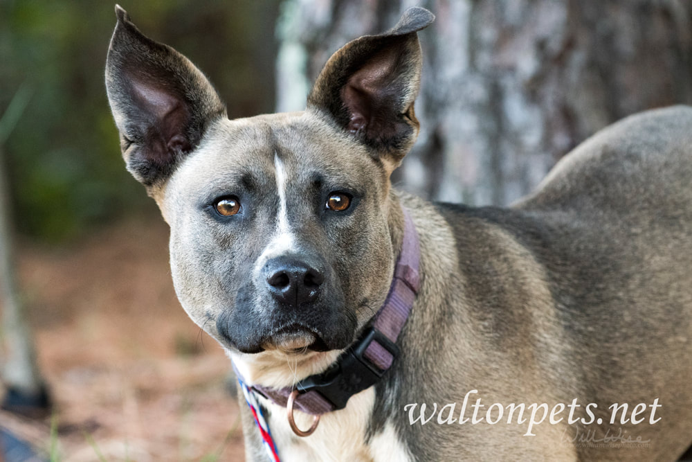Akita Mastiff mix breed dog with big ears and purple collar outside on leash Picture