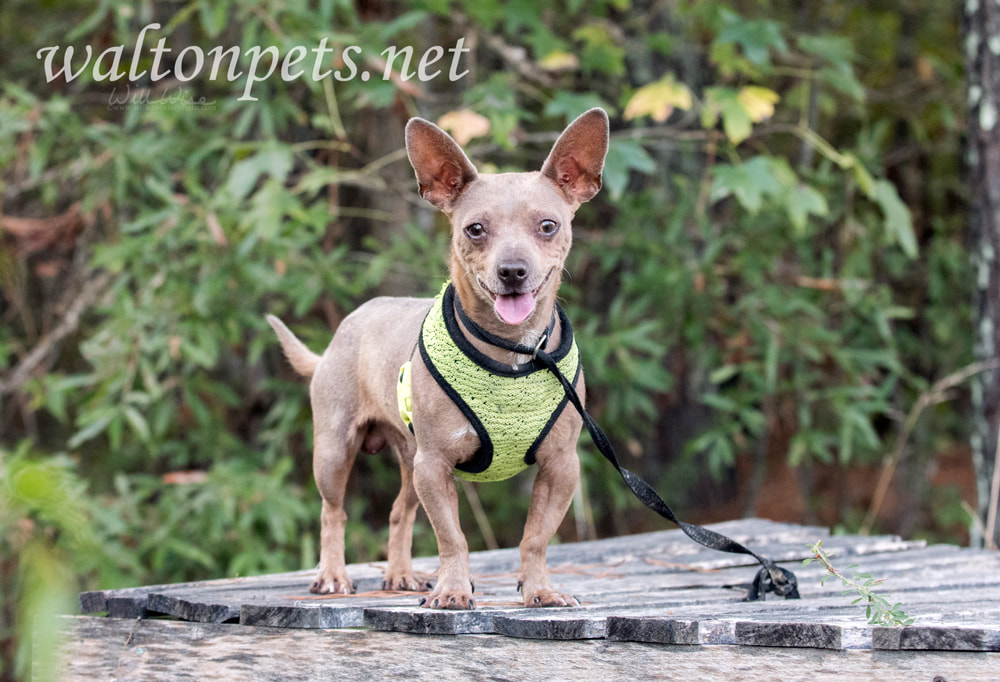 Older Chihuahua Dachshund Chiweenie dog with green harness outside Picture