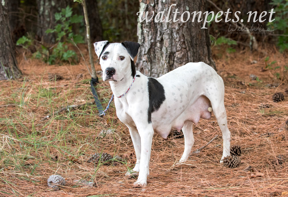 White and black Dalmatian Pitbull mix breed dog Picture