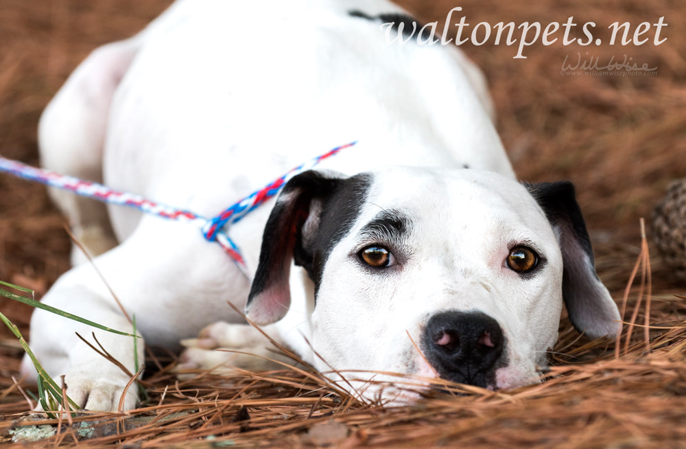 White and black Dalmatian Pitbull mix breed dog Picture