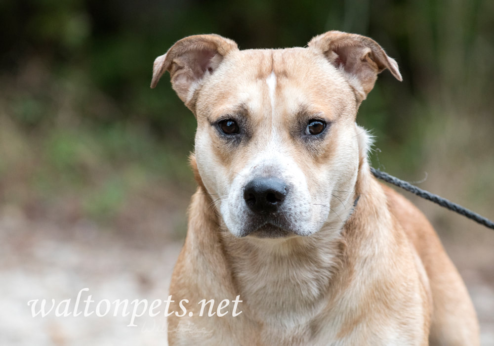 Bulldog Pitbull dog rescue adoption photo Picture