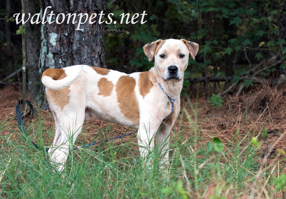 Boxer Bulldog Pitbull mix dog rescue adoption photo Picture