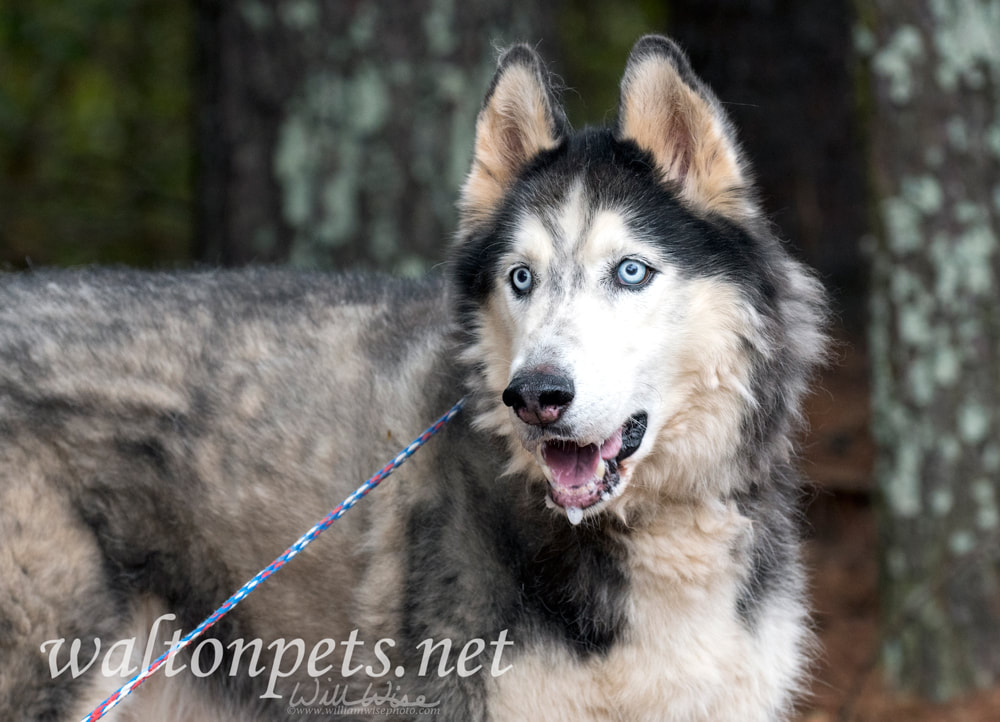Siberian Husky dog with blue eyes outside on leash Picture