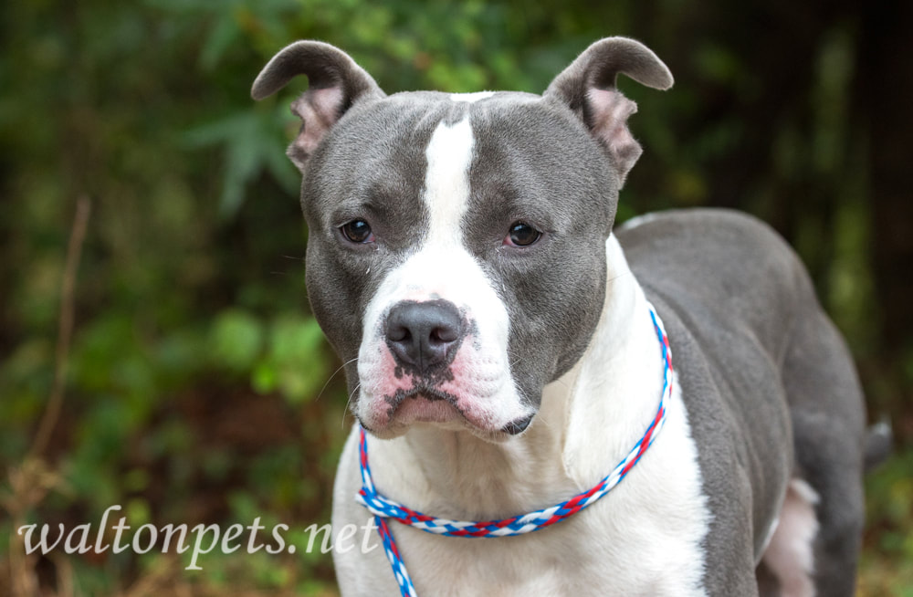 Large blue nose pitbull terrier dog Picture