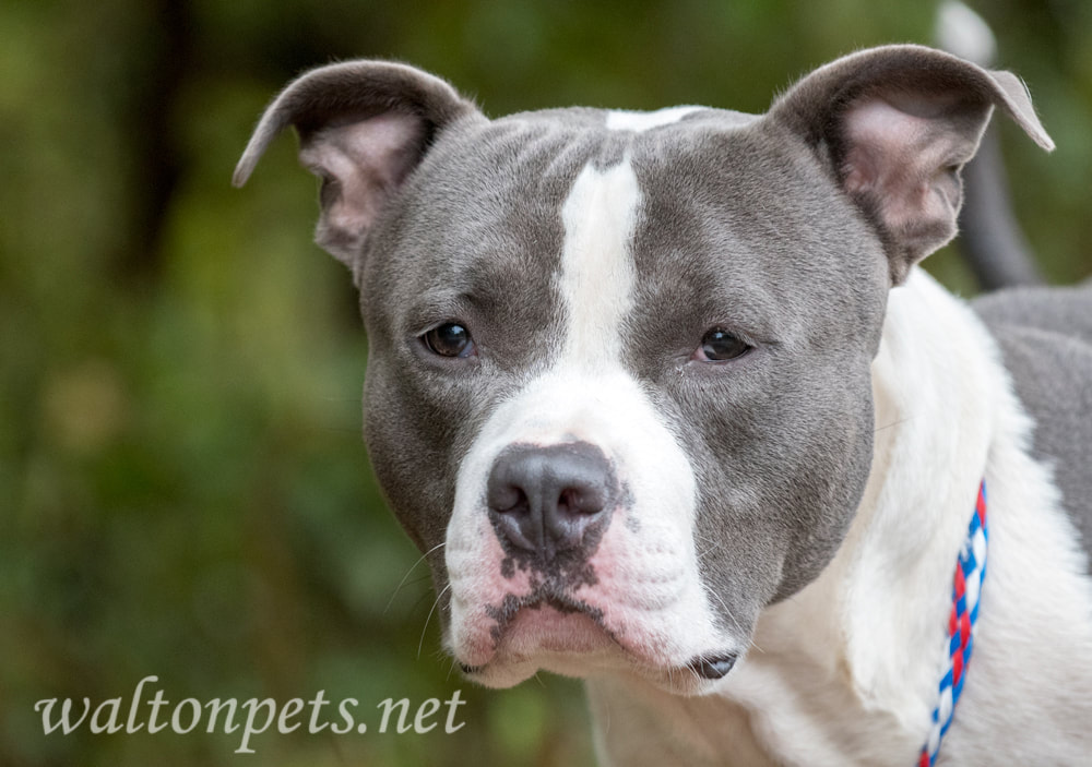 Blue Nose Pitbull Terrier dog Picture