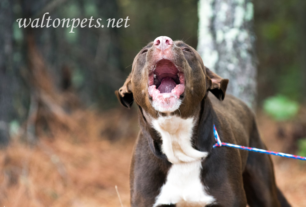 Loud barking dog howling Picture